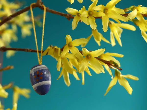 Easter. Easter egg ornament hanging on a forsythia twig, turquoise background. Forsythia intermedia