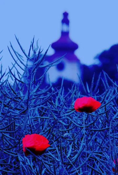 Papaver Rhoeas Photo Abstraite Bleu Avec Des Coquelicots Rouges Distinctifs — Photo