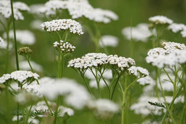 Achillea millefolium. Yeşil arka planda beyaz çiçeklenme bitkisi