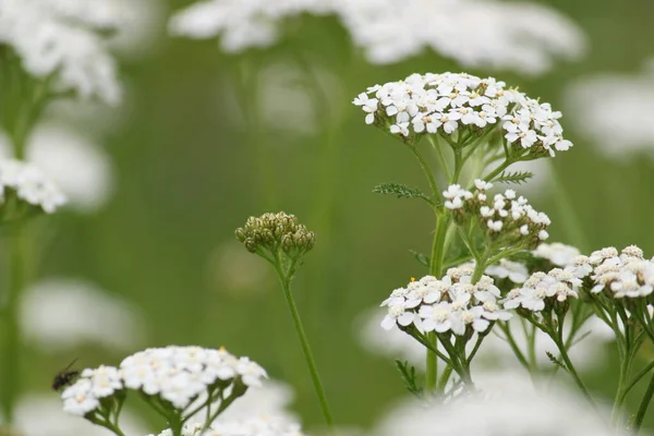 Achillea millefolium. Yeşil arka planda beyaz çiçeklenme bitkisi