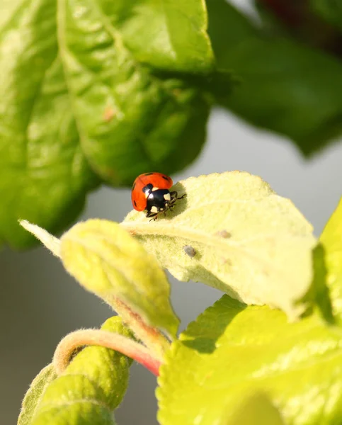 Coccinella Septempunctata Biedronka Poluje Mszyce Liściu Jabłka — Zdjęcie stockowe