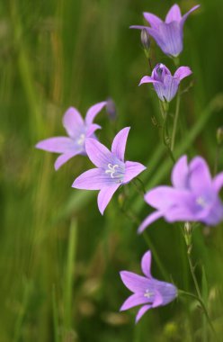 Campanula patula. Çayırdaki mor çan çiçeğinin yakın çekimi.