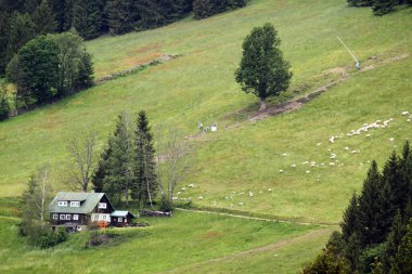 Dağ manzarasında bir orman ve çayır boyunca uzanan yol. Dev Dağlar.