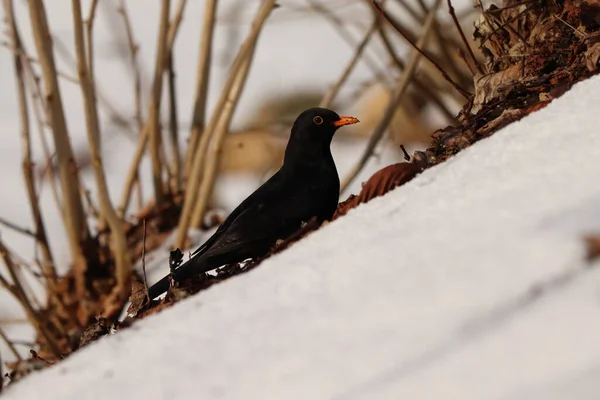 Turdus Merula Pássaro Preto Com Bico Laranja Sentado Chão Neve — Fotografia de Stock