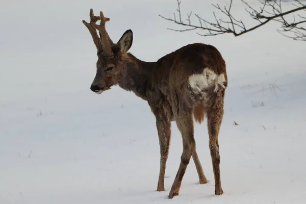 カプレオラス カプレオラス 雪の中に立つ若鹿 — ストック写真