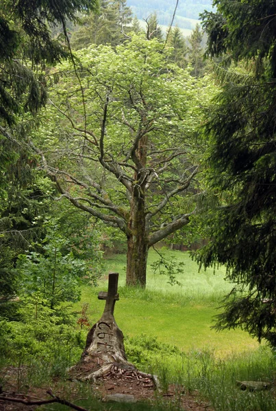 Cruz Madera Medio Del Bosque Fondo Árbol Distintivo — Foto de Stock