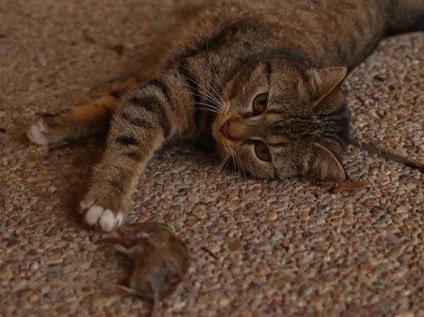 Domestic cat playing with a live mouse. The cat hunts and eats a mouse.
