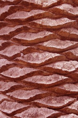 Bölgenin her yerinde palmiye ağacı gövdesi yapısı var