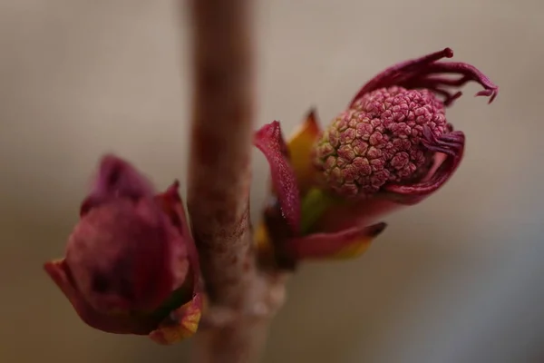 Sambucus Racemosa Bourgeons Printemps Rouge Des Bourgeons Rouges Buissons Bourgeons — Photo