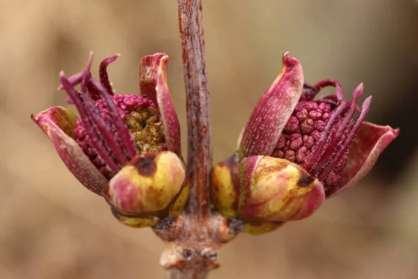 Sambucus Racemosa 입니다 꽃봉오리 덤불의 꽃봉오리 감각적 꽃봉오리 — 스톡 사진