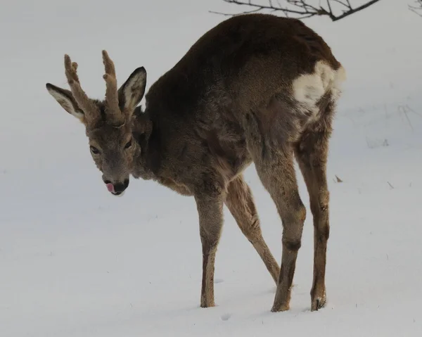 カプレオラス カプレオラス 雪の中に立つ若鹿 — ストック写真