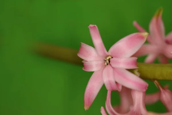 Hiacyntowy Fondant Różowy Hiacynt Szczegółowo Kwiat Zielonym Tle — Zdjęcie stockowe