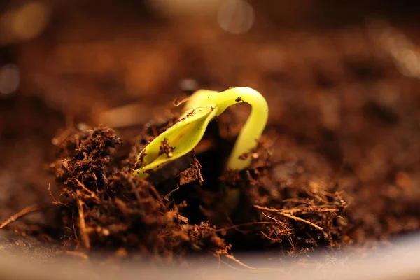 Семя Которое Начало Прорастать Маленькое Растение Которое Начинает Расти Подглядывающий — стоковое фото