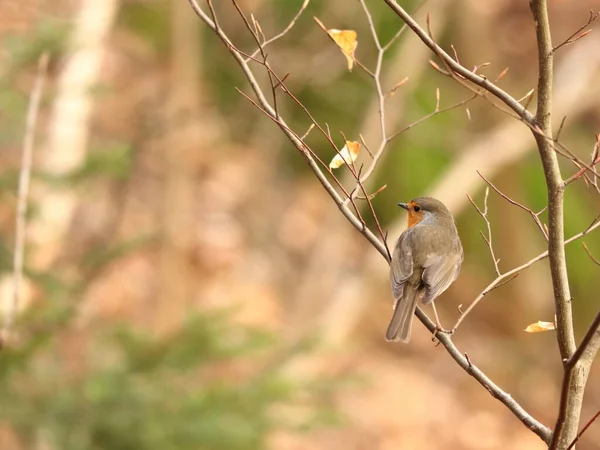 Erithacus Rubecula Uccellino Seduto Ramoscello Contesto Adatto Testo — Foto Stock