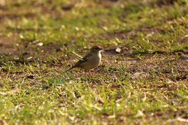 Mały Ptak Drodze Kępkę Trawy Dziobie — Zdjęcie stockowe
