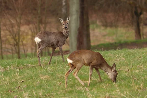 Capreolus Capreolus Deux Cerfs Dans Prairie — Photo