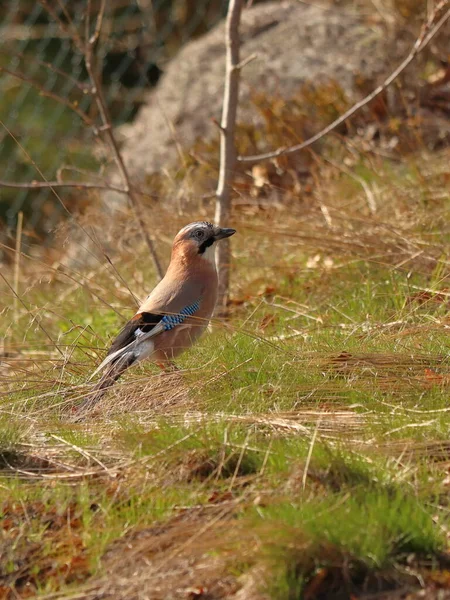 Garrulus Glandarius Ghiandaia Siede Terra Uccello Nell Erba — Foto Stock