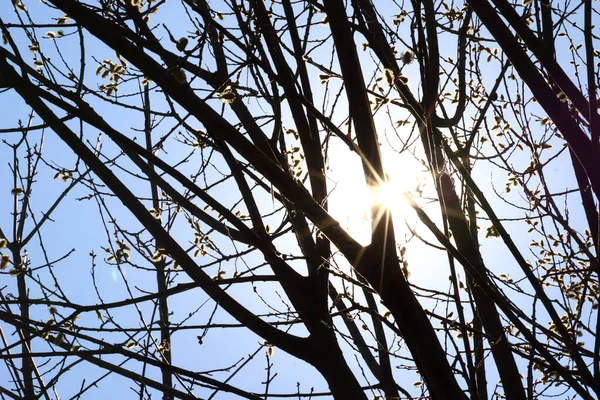 Uçan arılı bir jivanın dalından geçen güneşi görmek