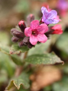 Pulmonaria officinalis. Mor çiçekli bahar bitkisi. Bir çiçeğin ayrıntıları.