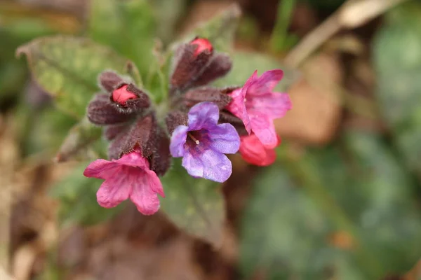 Pulmonaria officinalis. Mor çiçekli bahar bitkisi. Bir çiçeğin ayrıntıları.