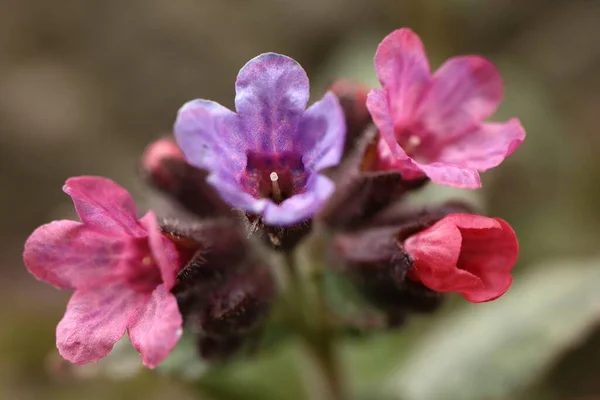 Pulmonaria Officinalis Vårört Med Lila Blommor Detalj Blomma — Stockfoto