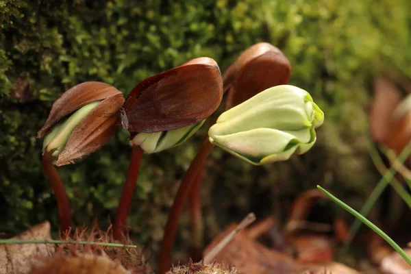 Fagus Sylvatica Semis Hêtre Dans Forêt Hêtre Germé — Photo