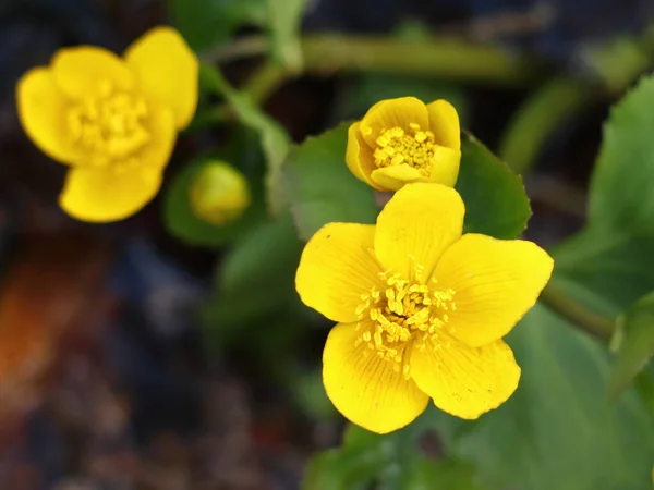 Κάλθα Παλούστρι Κίτρινο Λουλούδι Στη Μέση Ενός Βάλτου Στο Δάσος — Φωτογραφία Αρχείου