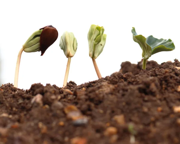 Fagus Beech Seedlings Growing Gradually Horizon — Stock Photo, Image