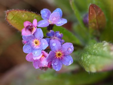 Myosotis alpestris. Çiy damlaları olan bir çiçeğe yakın çekim.