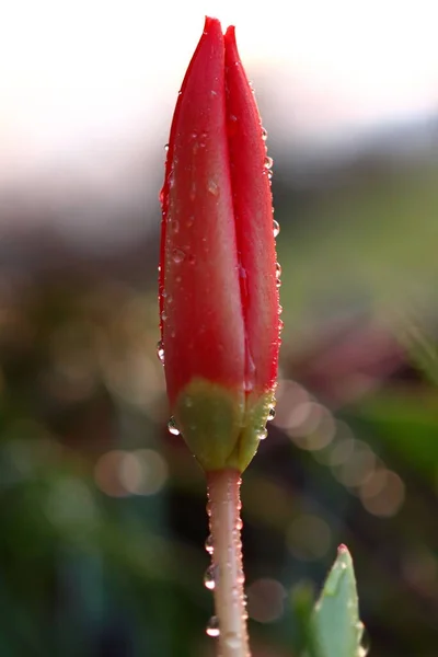Tulipa Kaufmanniana. Gelişmemiş bir çiçeğe kırmızı lale yakın plan. Dişi cinsine benzeyen bir çiçek..