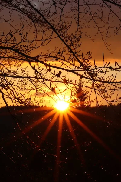 Güneş ufukta batıyor ve güneş ışınları kayın dallarında parıldıyor.