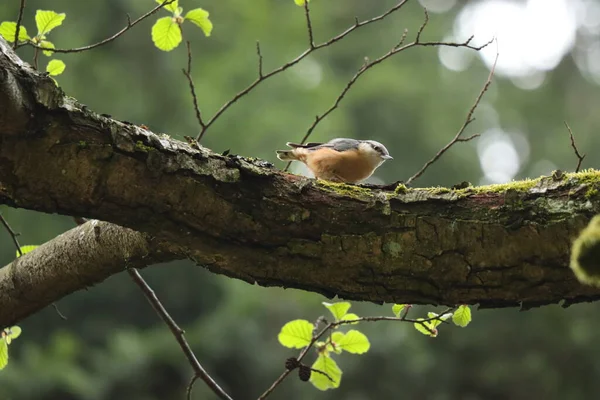 Uccellino Bruno Ramo Albero Con Foglie Illuminate Dal Sole — Foto Stock