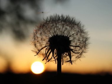 Taraxacum officinale. Gün batımına karşı çiçek açan karahindiba çiçeği. Güneşteki bir karahindibanın silueti.