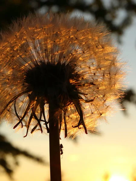 Taraxacum Officinale Bloeiende Paardebloem Tegen Zonsondergang Silhouet Van Een Paardebloem — Stockfoto