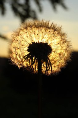 Günbatımında karahindiba