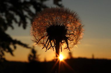 Günbatımında karahindiba