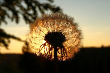 Günbatımında karahindiba