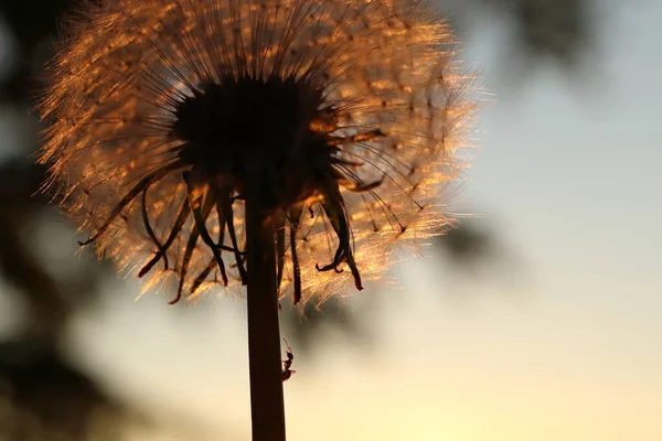 Semut Merangkak Atas Dandelion Saat Matahari Terbenam — Stok Foto