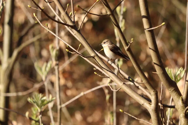 Nero Dorso Shrike Ramo — Foto Stock