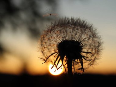 turuncu karahindiba ve gün batımı