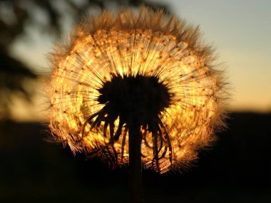 Karahindiba. Batan güneşe karşı çekilen