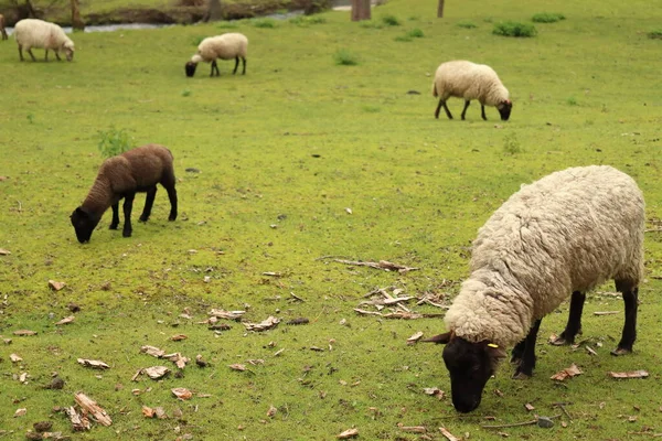 Schafe Grasen Auf Hellgrünem Gras — Stockfoto