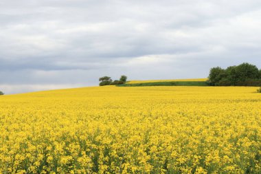 Brassica napus. Kolza tohumlu tarla. Yağmurdan sonra mavi gökyüzü.