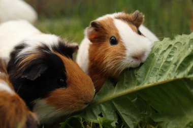 Cavia porcellus. Karahindiba yaprakları yiyen bir grup kobay.