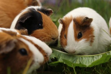 Cavia porcellus. Karahindiba yaprakları yiyen bir grup kobay.