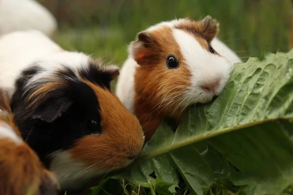 Cavia porcellus. Karahindiba yaprakları yiyen bir grup kobay.