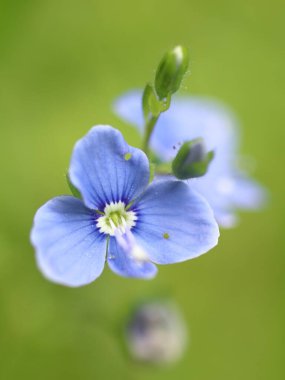 Veronica chamaedrys. Yeşil arka planda küçük mavi çiçek