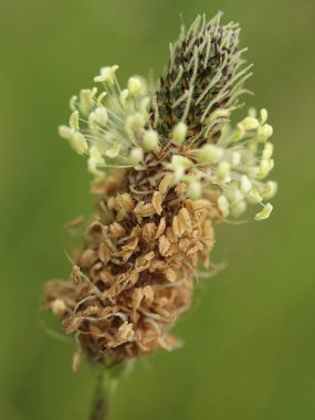 Bitki kaktüsü. Yeşil arka planda bir çiçeğin yakın plan görüntüsü.