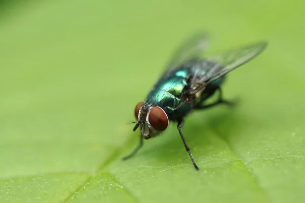 Lucilia Sericata Grande Mouche Verte Sur Fond Vert — Photo