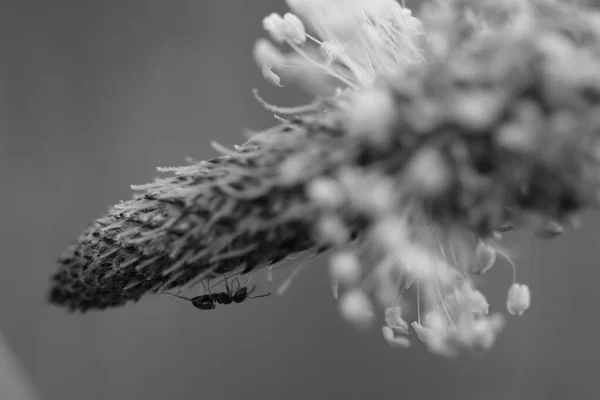 森のアリは白と黒の写真の中にある植物の花を這い — ストック写真